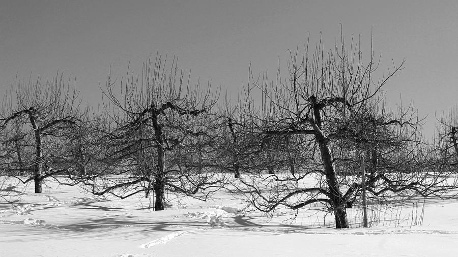 Apple Trees in Winter 1 Photograph by Michael Saunders