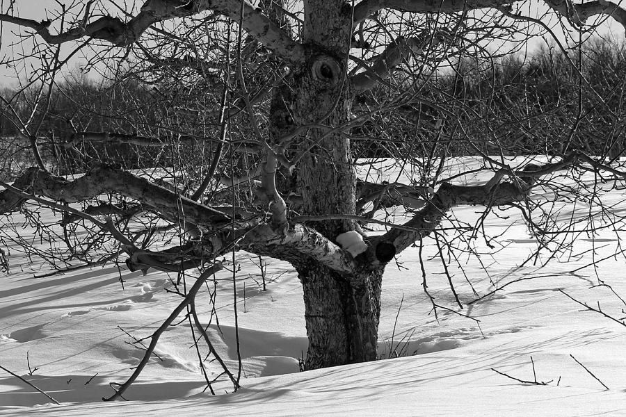 Apple Trees in Winter BW 2 Photograph by Michael Saunders