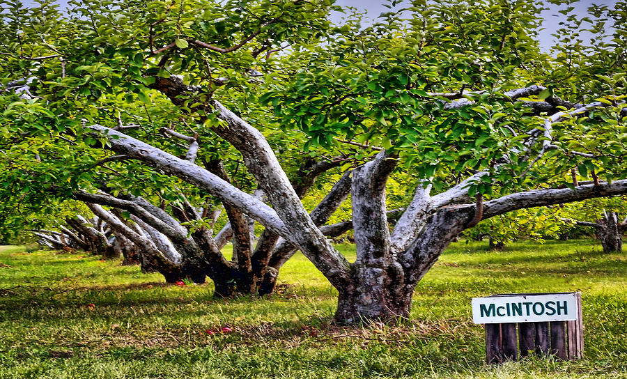 Apple trees Photograph by Pat Cook