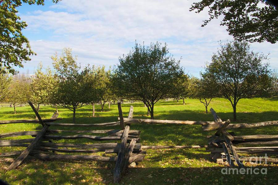 Apple Trees Photograph by William Norton