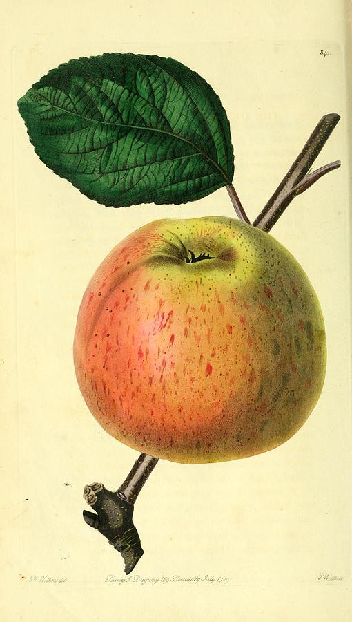 Vintage Painting - Apple by Philip Ralley
