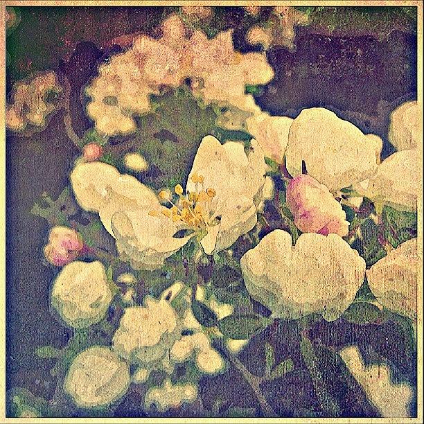Spring Photograph - #appleblossom #flowers #floral #white by Linandara Linandara