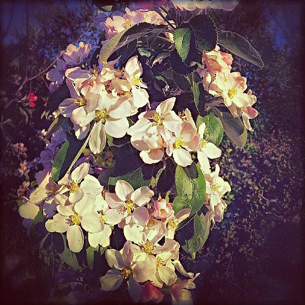 Spring Photograph - #appleblossom #spiral... #flowers by Linandara Linandara
