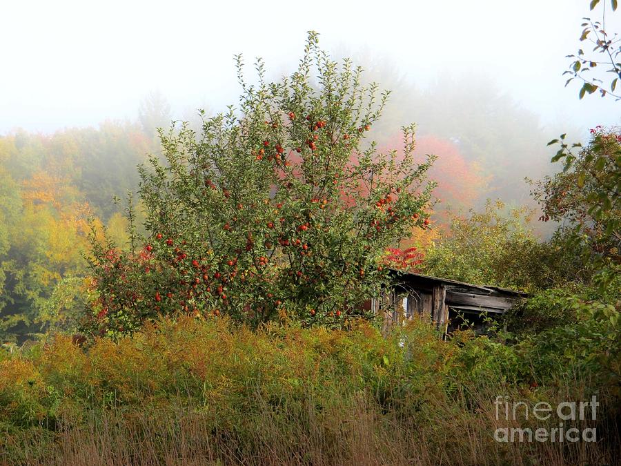 Fall Photograph - Apples and Shed by Linda Marcille