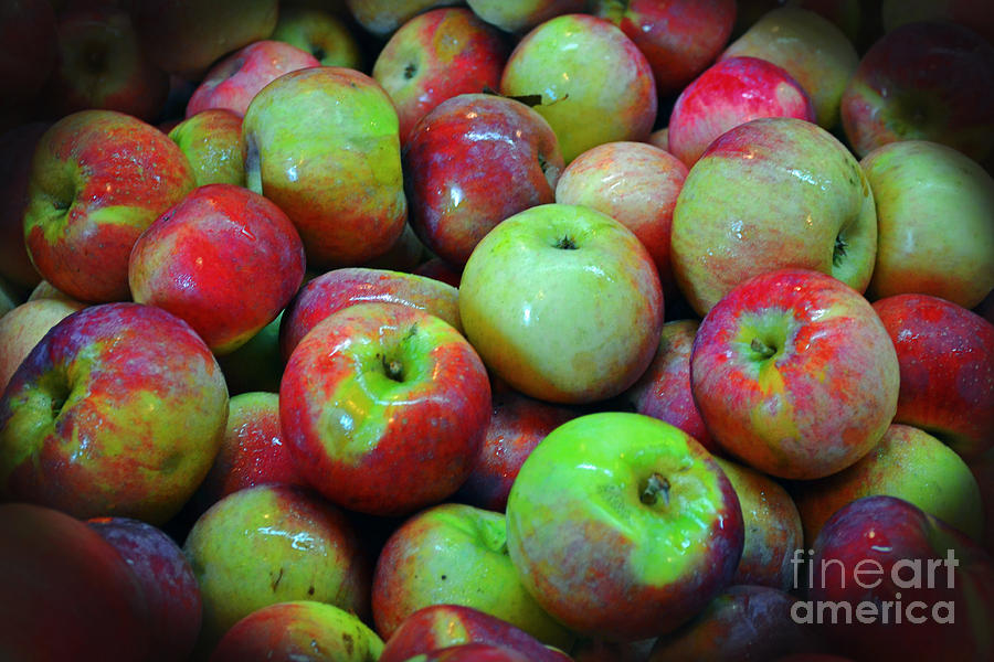Apples Apples and More Apples Photograph by Kevin Fortier