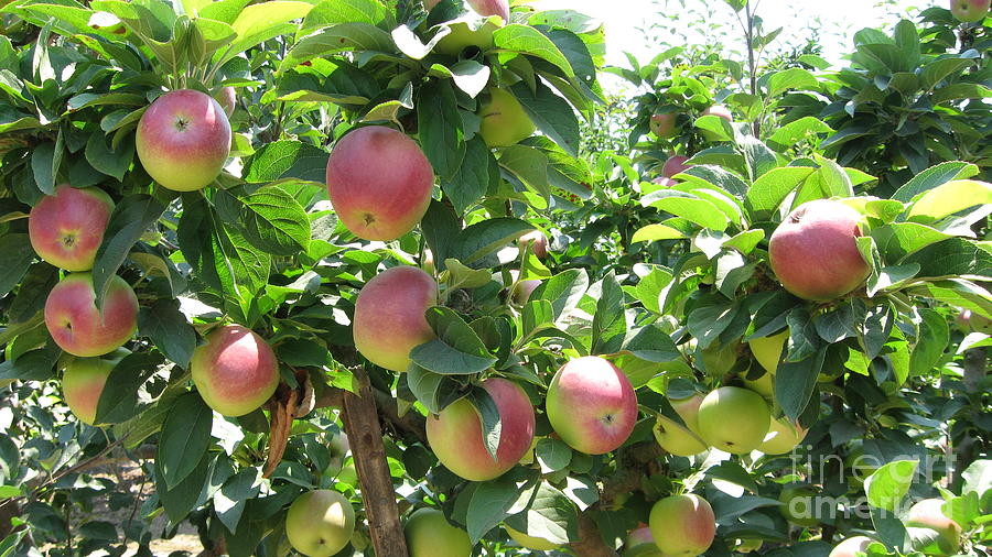 Apples at Gizdich Photograph by Laura Hamill