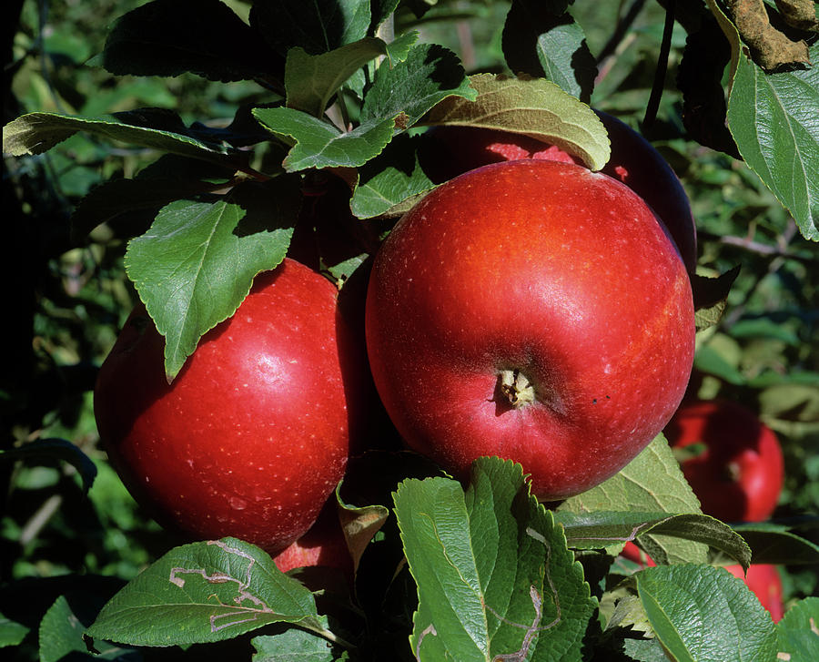 Apples Photograph by Bjorn Svensson/science Photo Library