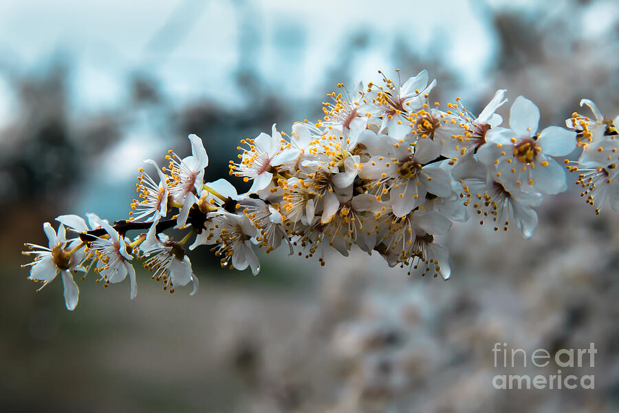 Apples Blooming Photograph by Robert Bales