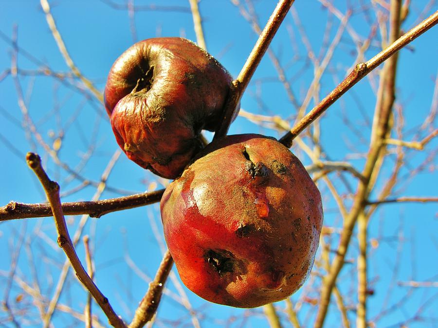 Apples During Cold Weather Photograph by Sherman Perry Fine Art America