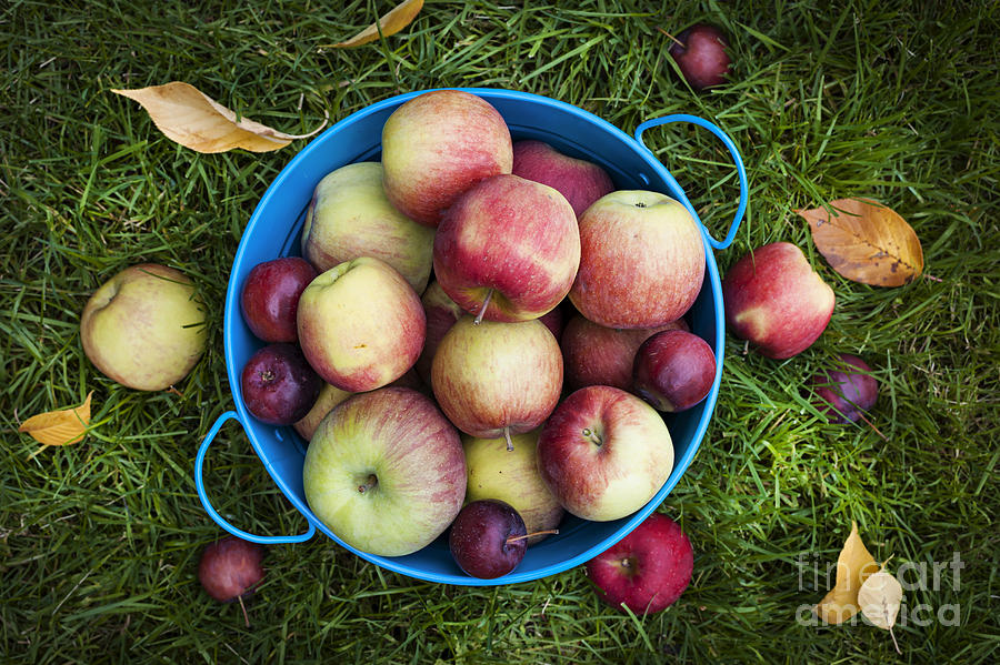 Apple Photograph - Apples by Elena Elisseeva