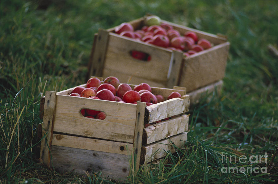 Apples Photograph by Farrell Grehan