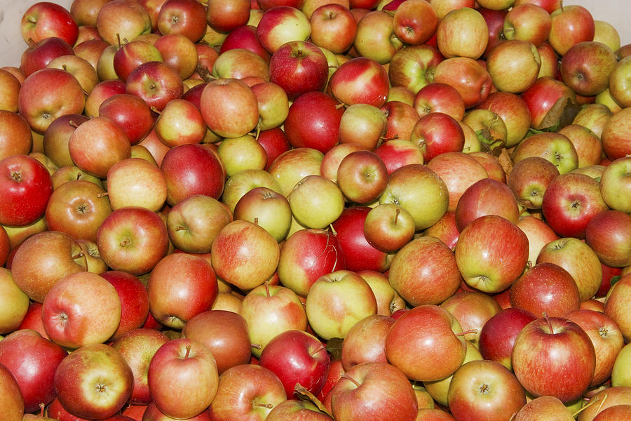 Apples For Sale At Farmers Market In Maine Photograph by Keith Webber Jr