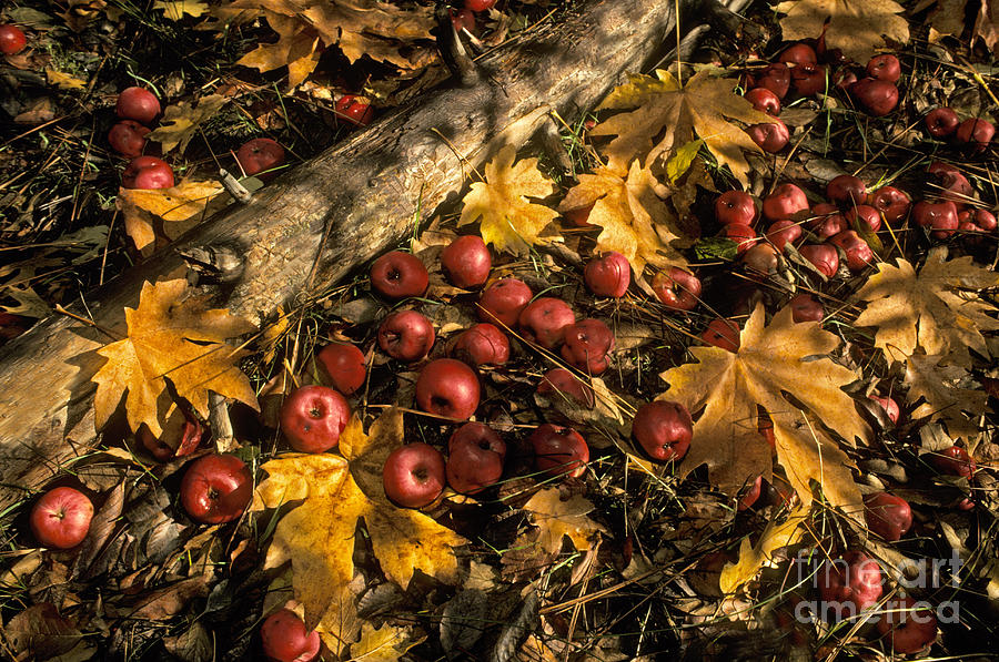 Apples In Fall Photograph by Ron Sanford