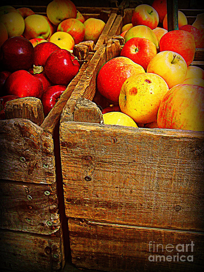 Apples in Old Bin Photograph by Miriam Danar