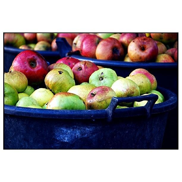 Nature Photograph - Apples In Wimpole Farm by Wanda Sierotowicz
