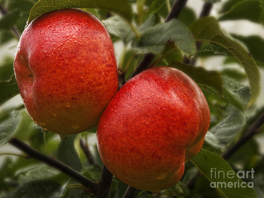 Apple Photograph - Apples by Inge Riis McDonald