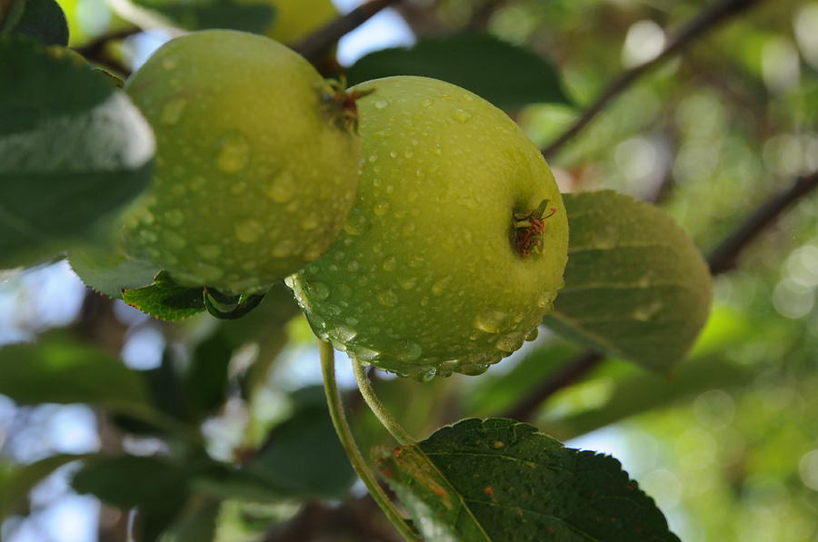 Green Apples Photograph - Apples by Leon Hollins III