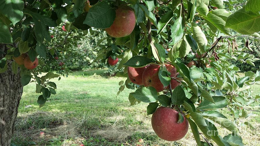 Apples Low Hanging Fruit Photograph by GJ Glorijean