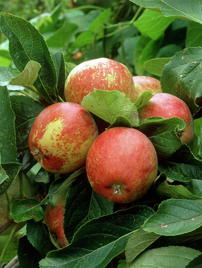 Apples (malus kidds Orange) Photograph by Geoff Kidd/science Photo Library
