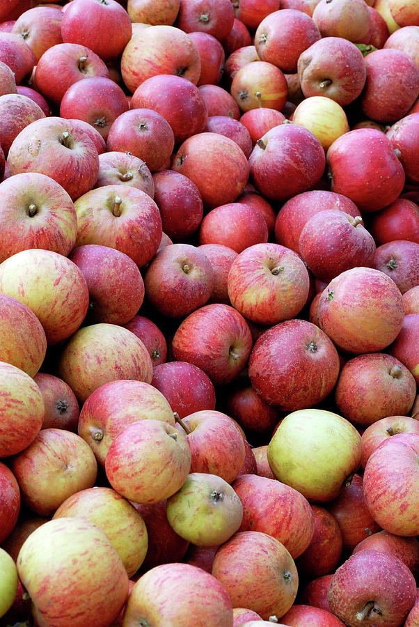 Apples (malus queen Cox) Photograph by Anthony Cooper/science Photo Library