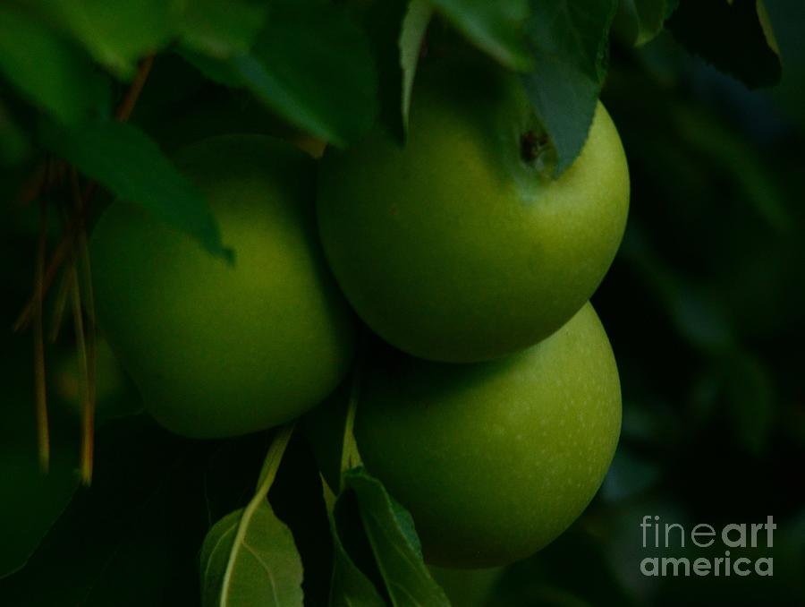 Apples Photograph by Marc Bittan