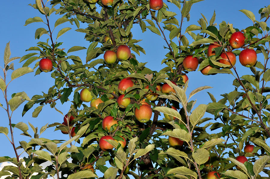 Apples on a tree with blue sky Photograph by Diane Lent