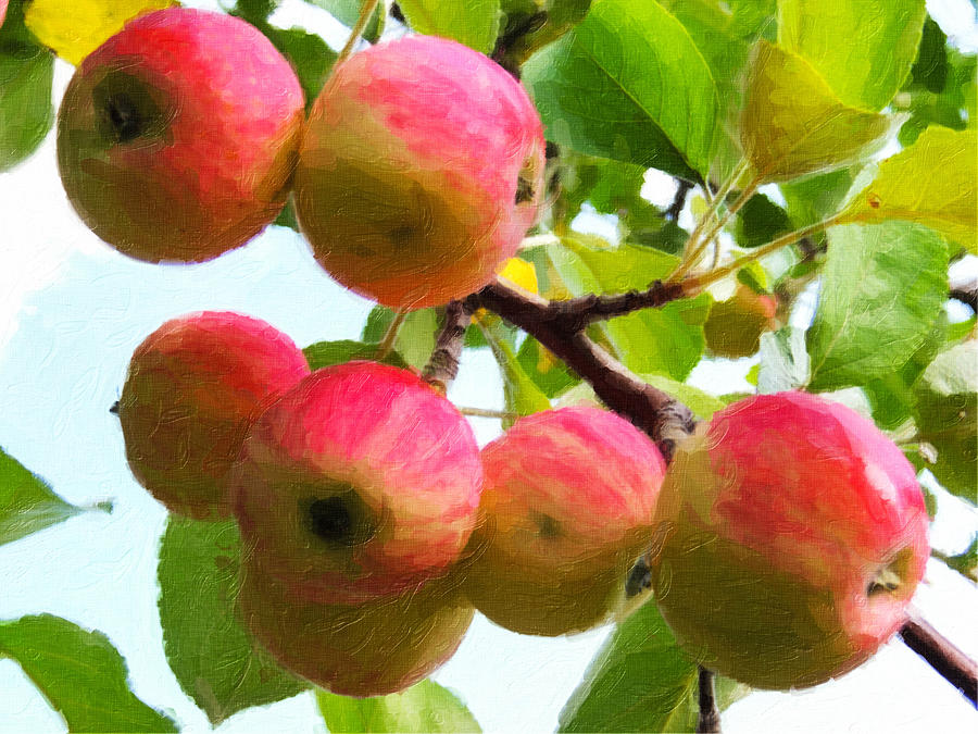 Apples on apple tree branch Painting by Jeelan Clark