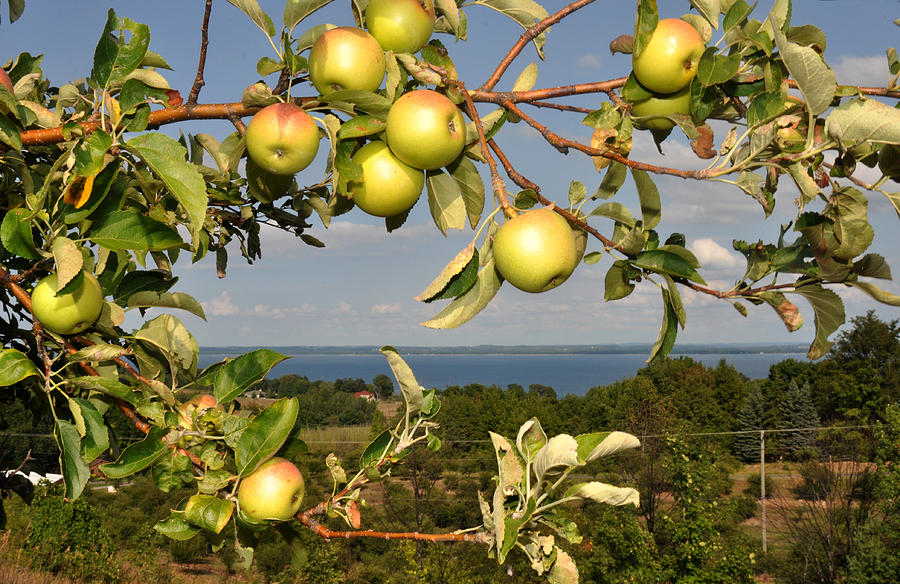 Apple Photograph - Apples over Grand Traverse Bay by Diane Lent