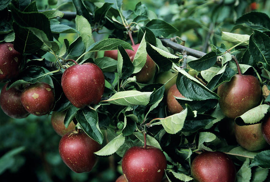 Apples summer Red Photograph by Ian Gowland/science Photo Library