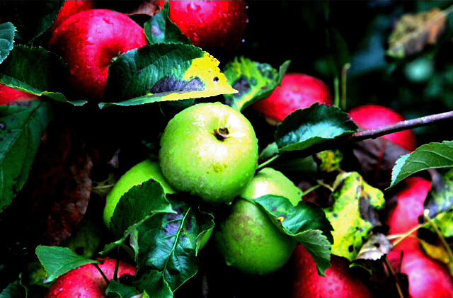 Apple Photograph - Apples to apples  by Saba Chaudhary