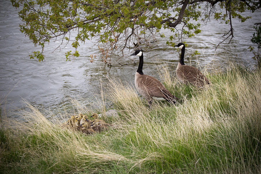 Apprehension - Canadian Geese and Goslings - North Platte River - Casper Wyoming Photograph by Diane Mintle