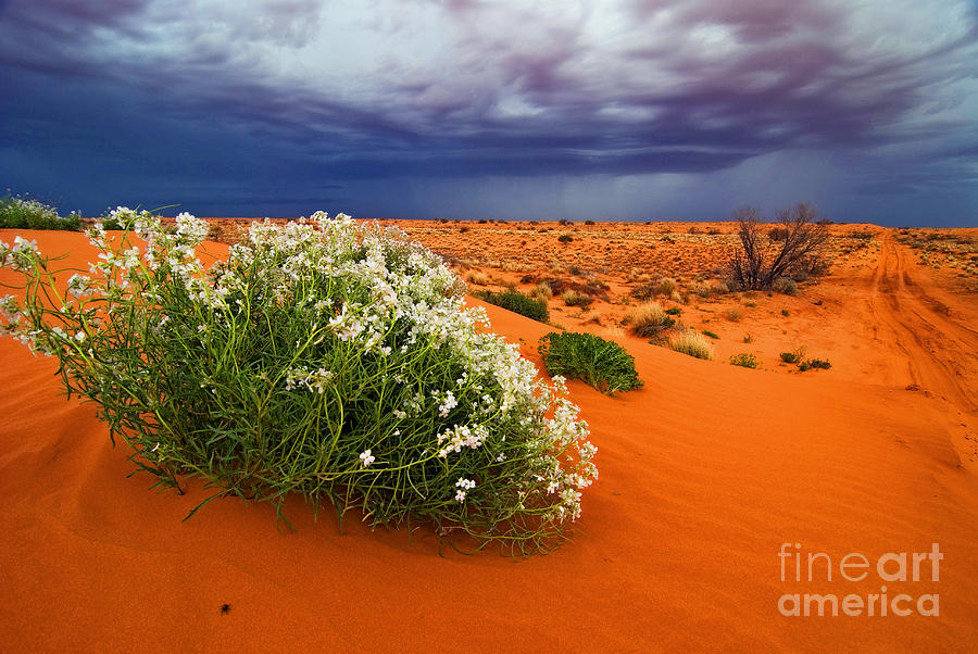 Approaching Desert Storm in the Simpson Desert Photograph by Peter Kneen