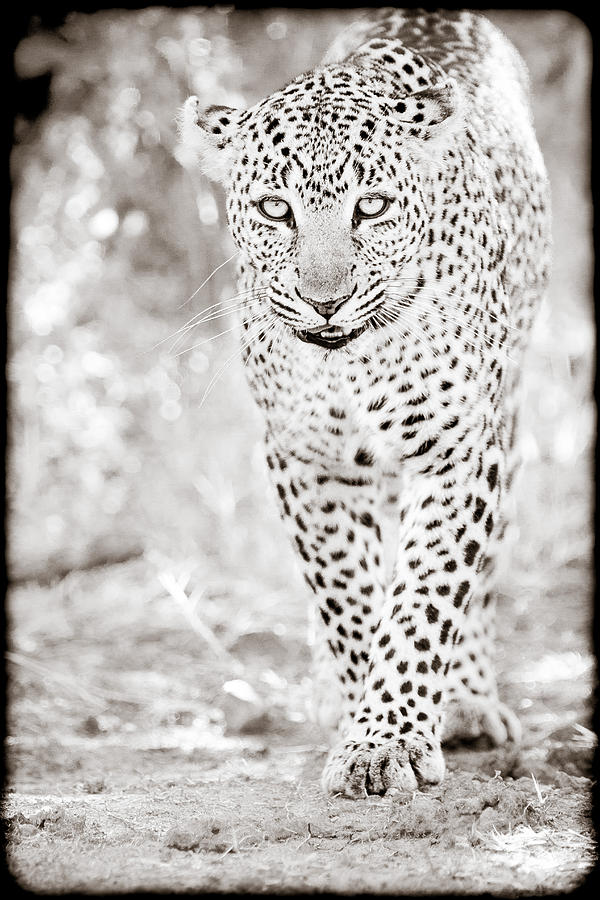Approaching Leopard Photograph by Mike Gaudaur