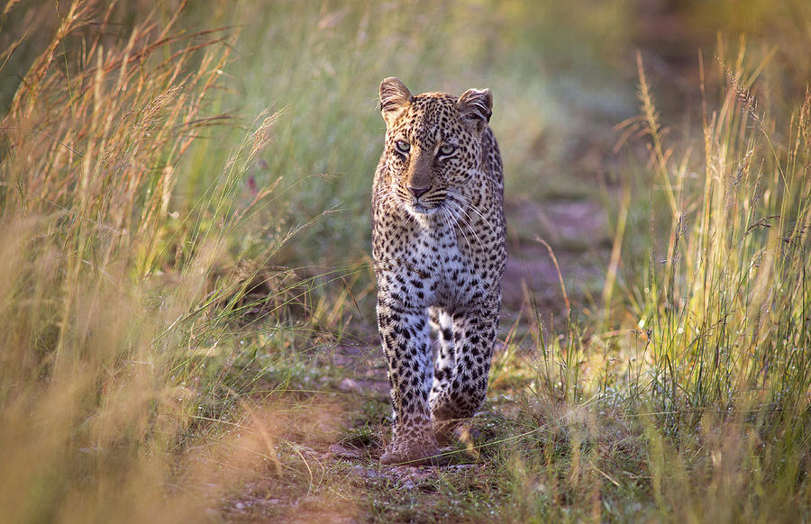 Approaching leopard Photograph by WLDavies