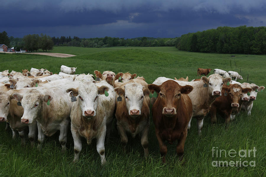 Approaching Storm of Rain and Cattle Photograph by Barbara McMahon