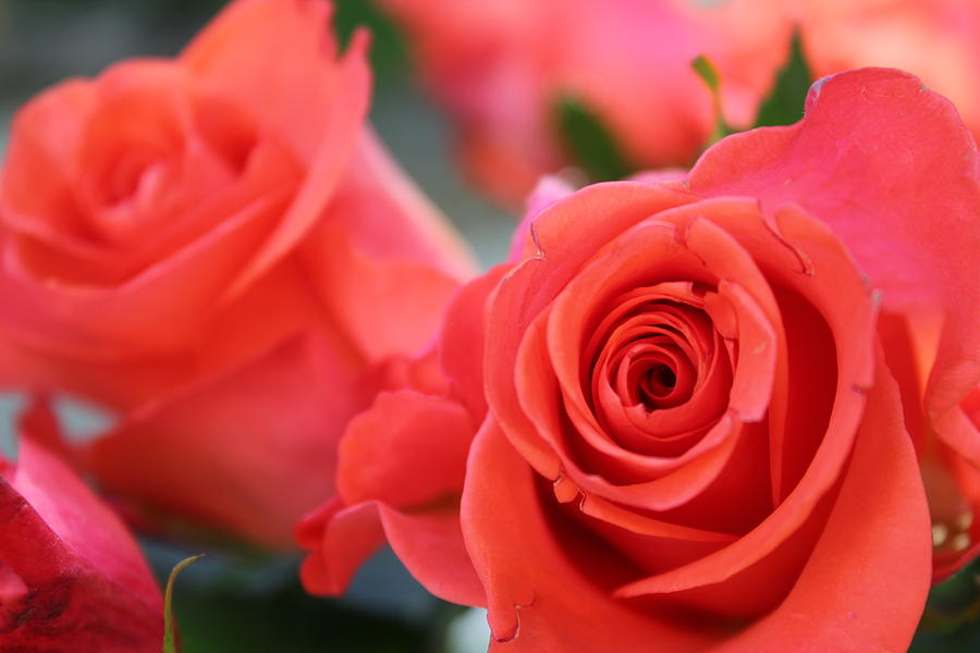 Rose Photograph - Apricot Beauty by Judy Palkimas