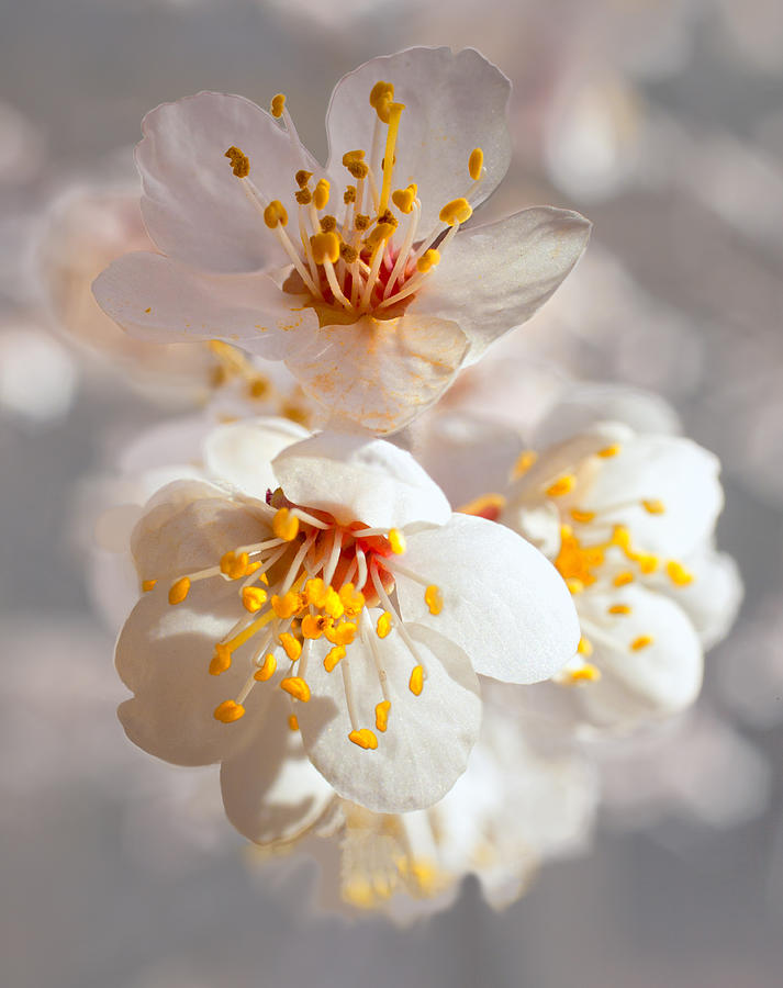 Apricot Blooms Photograph by Diana Powell