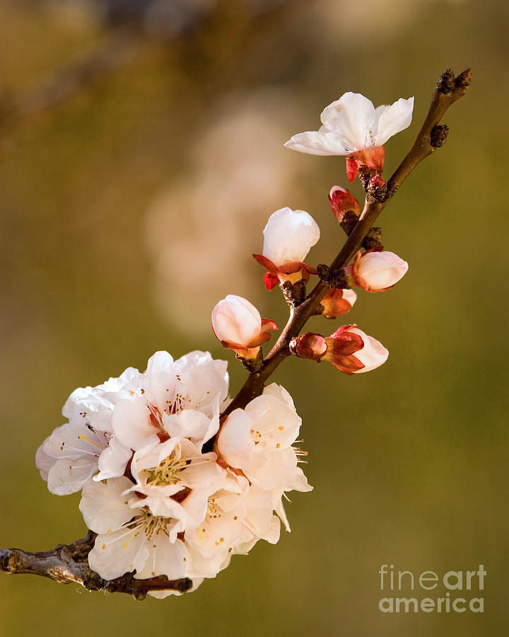 Apricot blossom at Sunrise Photograph by Ron Chilston