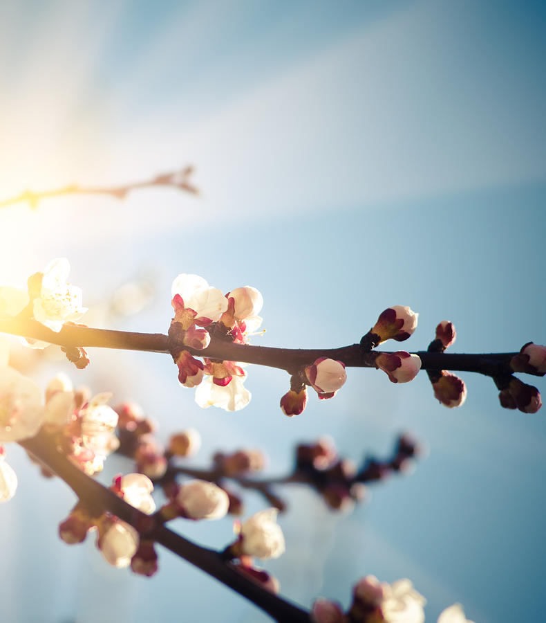 Apricot Blossoms Flower On Wild Spring Photograph by Franckreporter