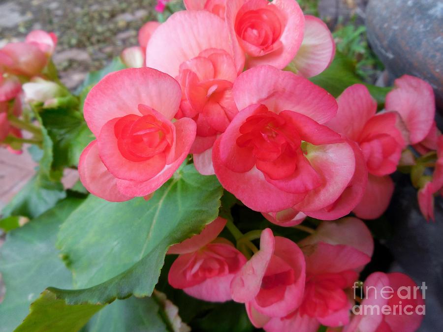 Apricot Colored Begonias - The Color of Coral Photograph by Eloise Schneider Mote