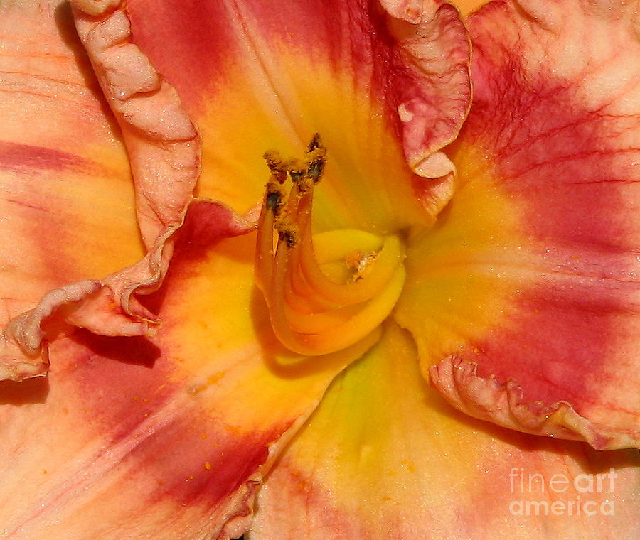 Apricot DayLily Close-up Photograph by Rose Santuci-Sofranko