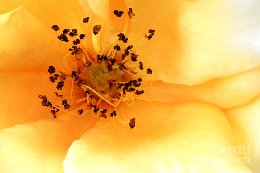 Apricot Dream Photograph by Wendy Wilton