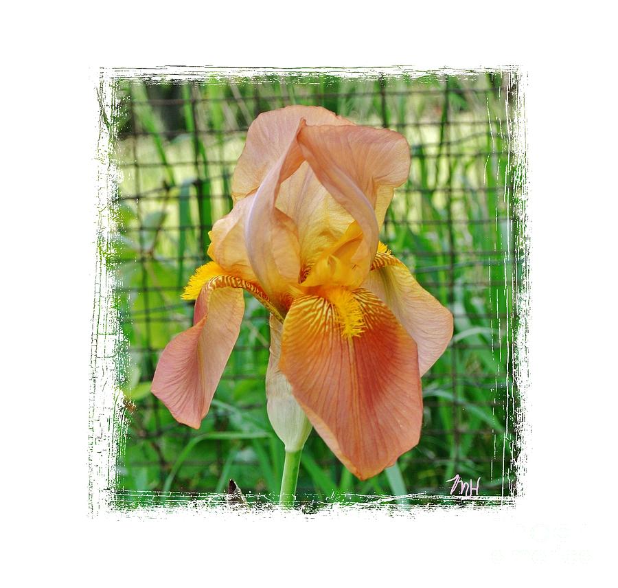 Apricot Iris Photograph by Marsha Heiken