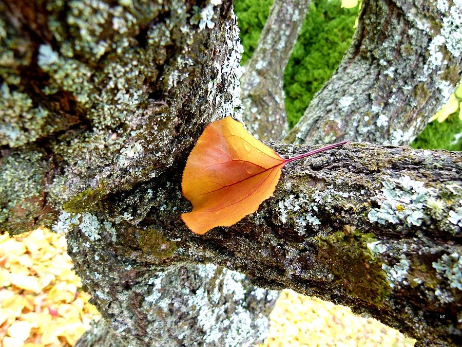 Nature Photograph - Apricot Leaf And Lichen by Will Borden