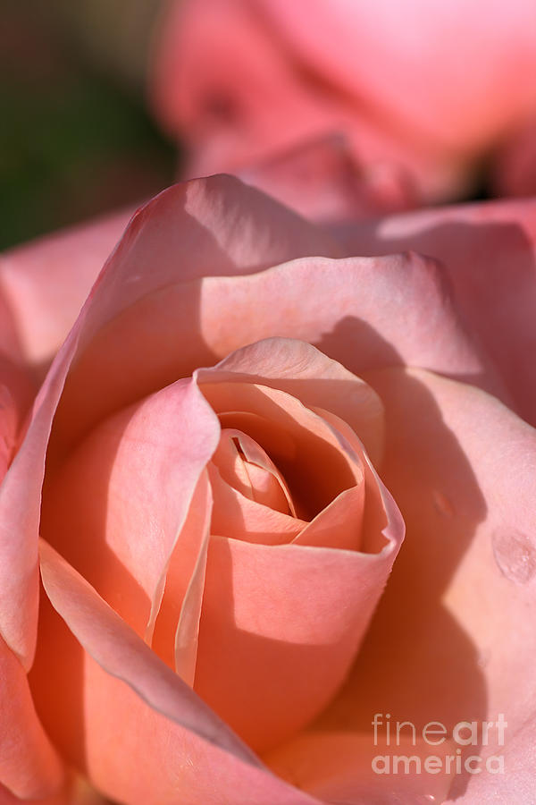 Nature Photograph - Apricot Rose by Joy Watson