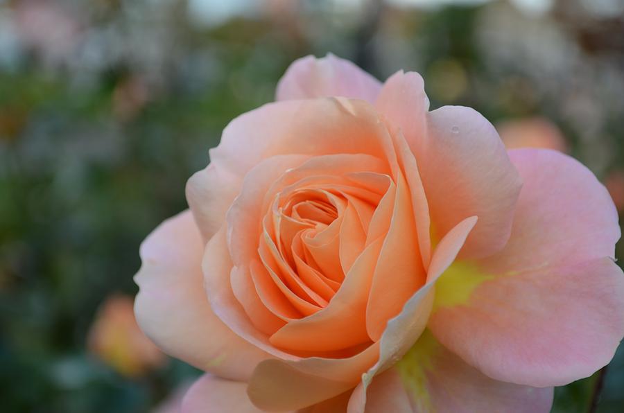 Flower Photograph - Apricot Rose by Lena Photo Art