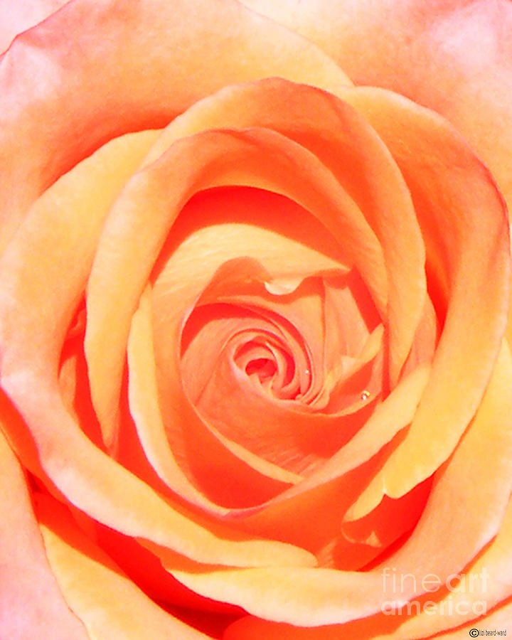 Apricot Rose Photograph by Lizi Beard-Ward