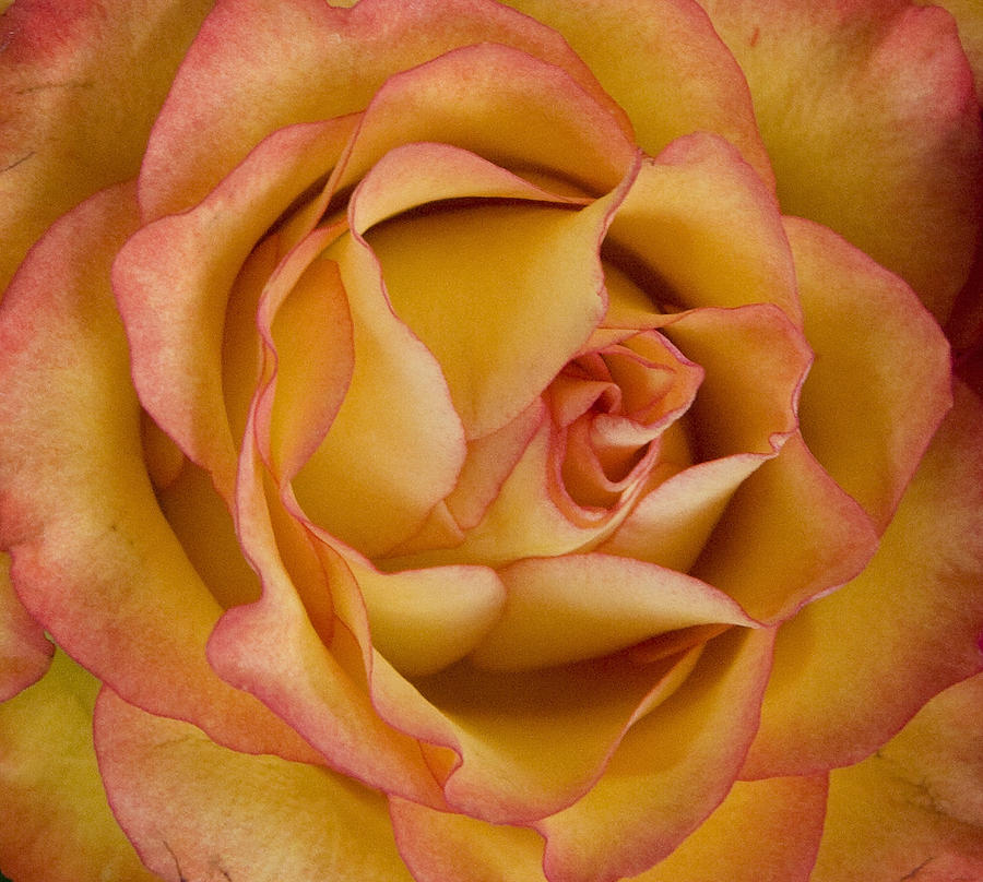 Nature Photograph - Apricot Rose by Michael Friedman