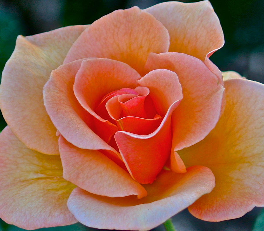 Apricot Rose Photograph by Venetia Featherstone-Witty