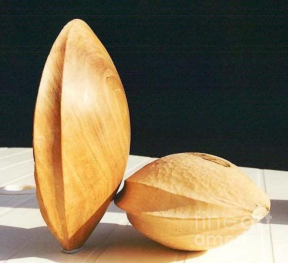 Elm Sculpture - Apricot seed and shell by Gyula Friewald Elm Sculpture - Apricot seed and shell by Gyula Friewald